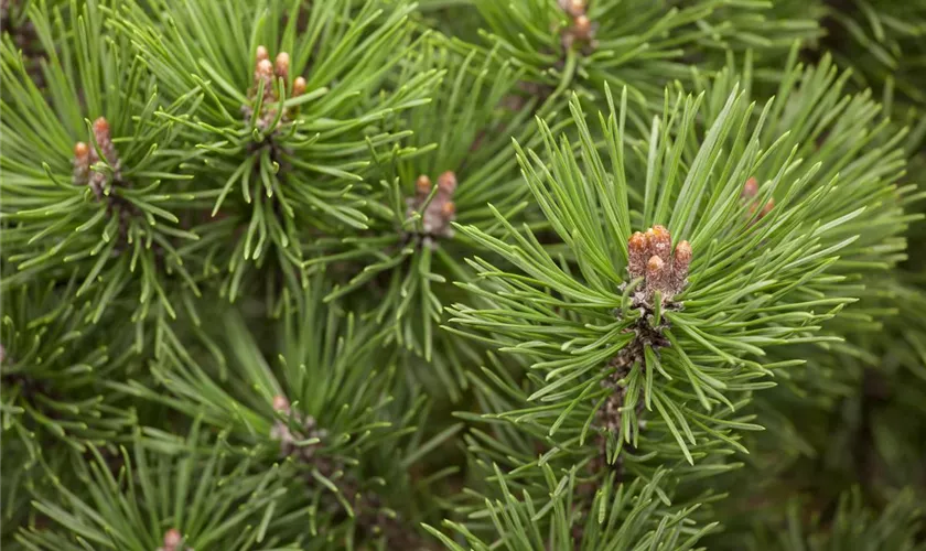 Pinus mugo 'Mops'