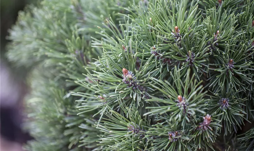 Pinus mugo 'Pumuckl', Stamm