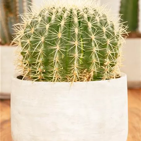 Echinocactus grusonii