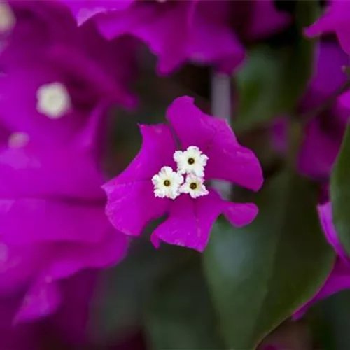 Bougainvillea – Die Wunderblume richtig pflegen