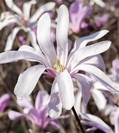 Die Magnolie – Blütenzauber im Frühling