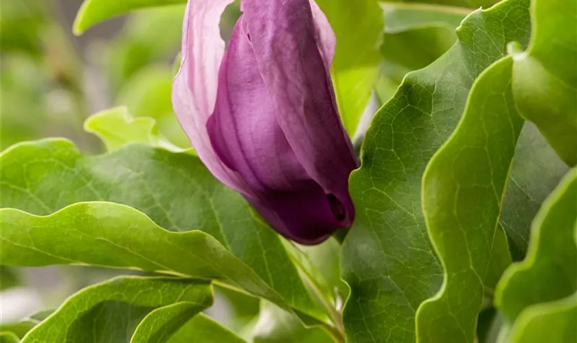 Magnolia 'Black Beauty'®