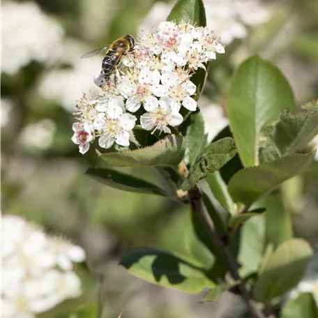 Aronia x prunifolia 'Nero'