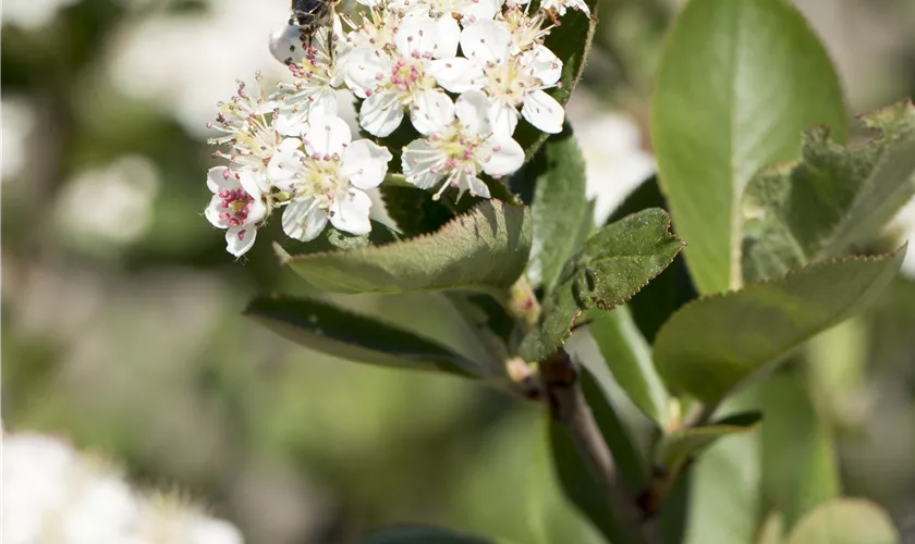 Apfelbeere 'Nero'