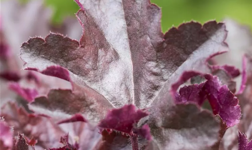 Heuchera micrantha 'Chocolate Ruffles'