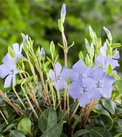 Die Auswahl von Trauerblumen und Grabbepflanzung