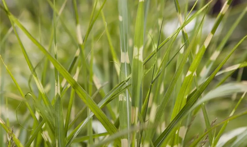 Miscanthus sinensis 'Zebrinus'