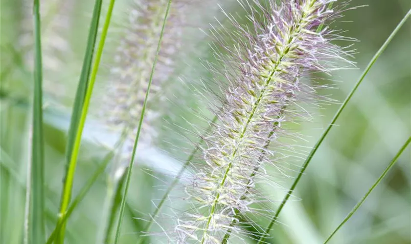 Pennisetum alopecuroides