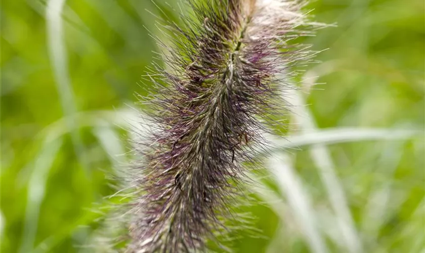 Pennisetum alopecuroides 'Japonicum'