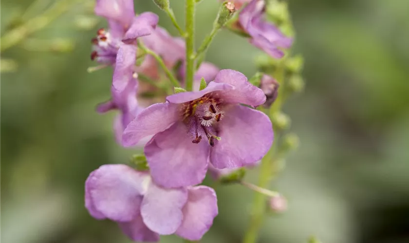 Verbascum x cultorum