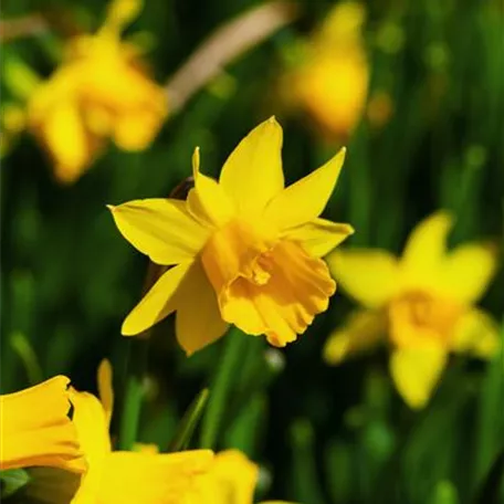 Narcissus cyclamineus 'Tête à Tête'