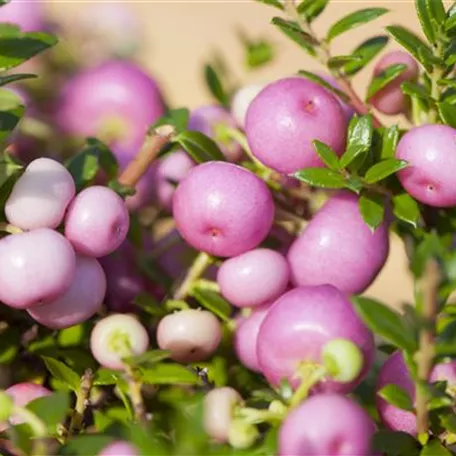 Gaultheria mucronata