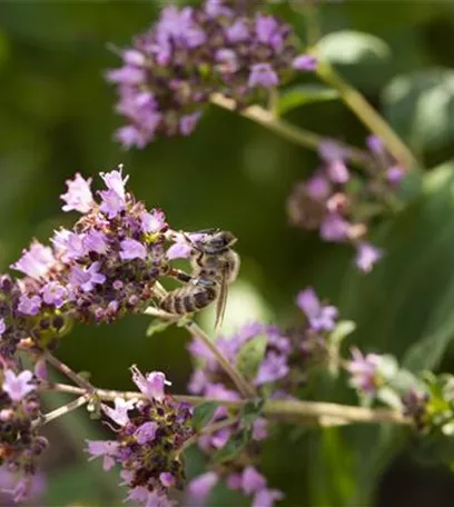 Bienenfreundliche Sommerblumen – ein Büffet für Biene und Co.