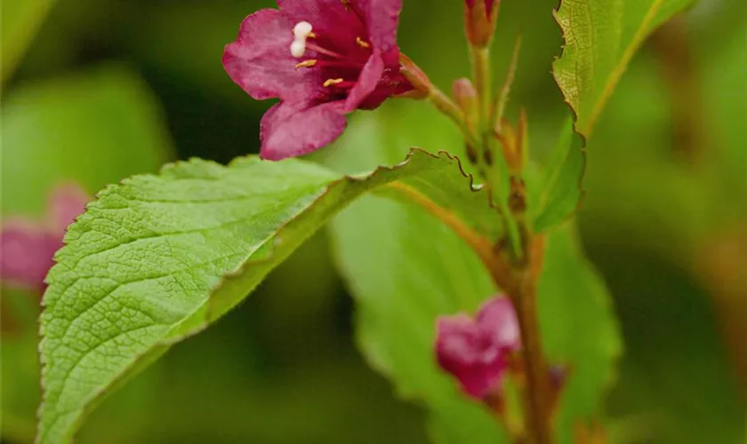 Weigela 'Bristol Ruby'®