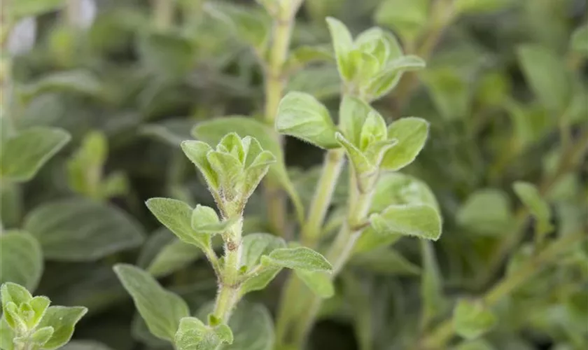 Oregano