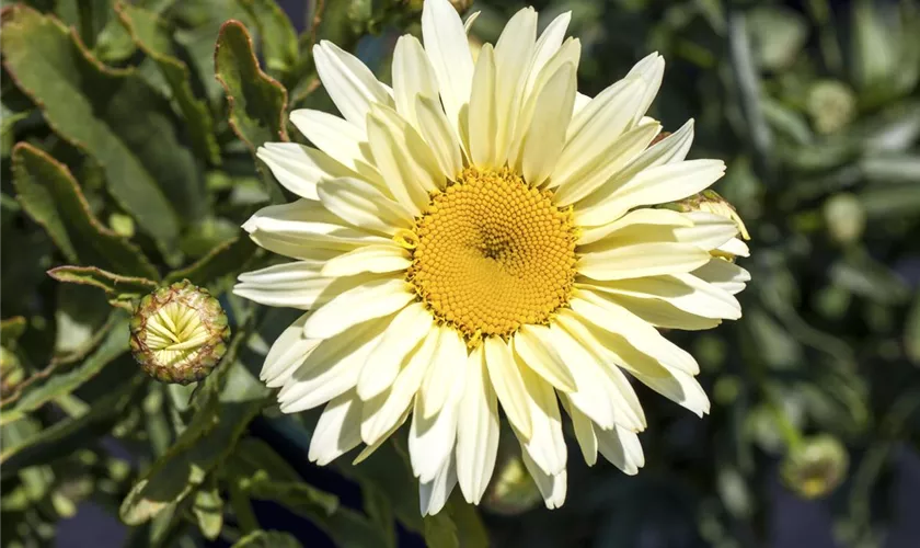 Garten-Margerite 'Western Star Leo'