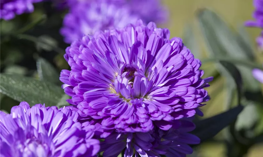 Aster 'Victoria'®