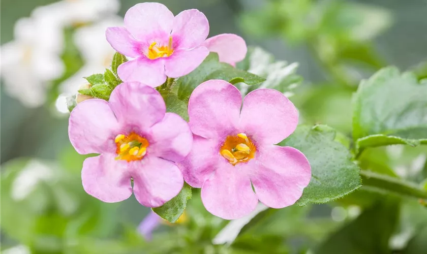 Sutera grandiflora, rosa