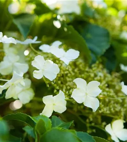 Hortensienarten und ihre wundervollen Eigenschaften