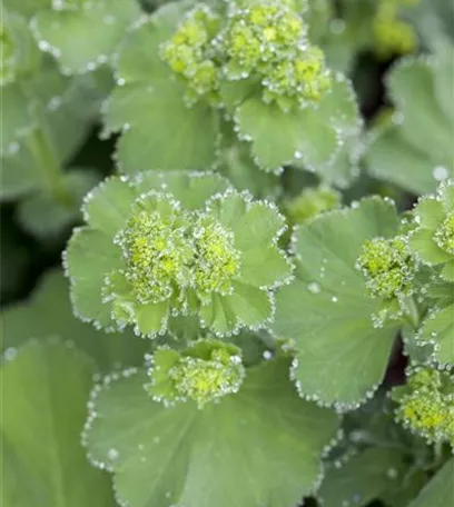 Blackbox-Gardening – die kreative Idee mit den großen Überraschungseffekten