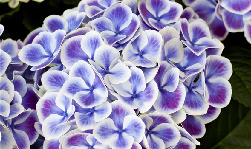 Hydrangea macrophylla 'Tivoli Blue'