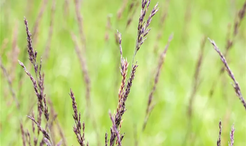 Molinia caerulea