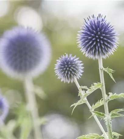 Das Staudenbeet – ein Blütenmeer im Garten