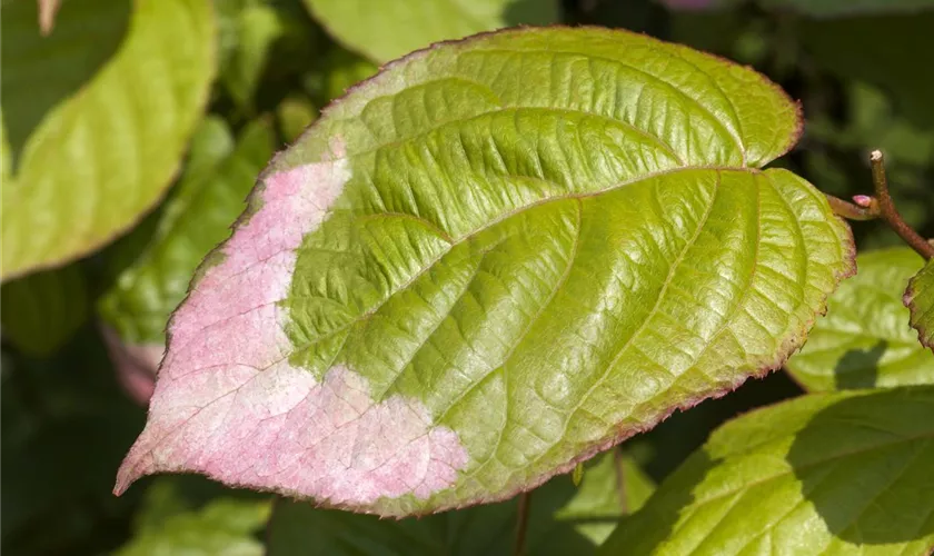 Actinidia kolomikta