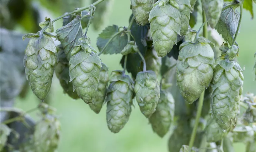 Wilder Hopfen