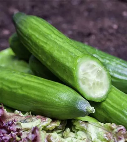 Ein bunter Salat auf dem Balkon mit Urban Gardening