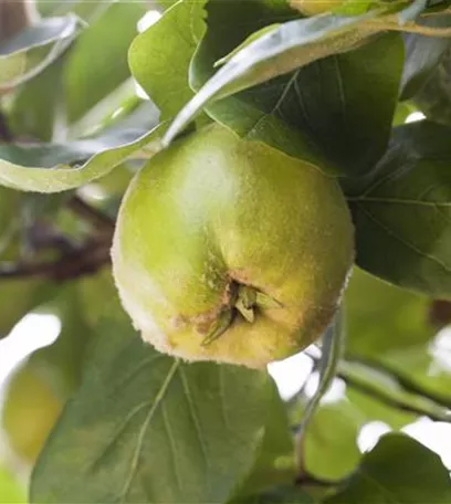 Die Streuobstwiese – Gesundheit zum Selberpflücken