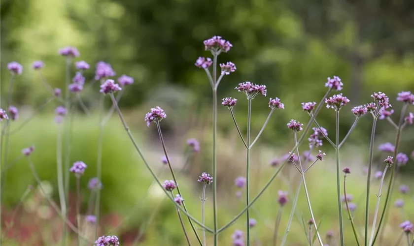 Verbena bonariensis