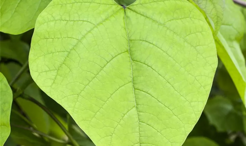 Catalpa bignonioides 'Nana'