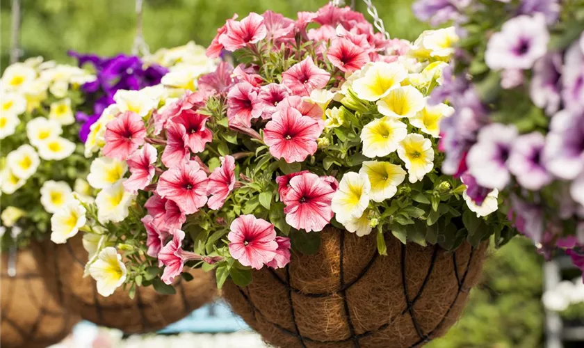 Petunia 'Potunia'®