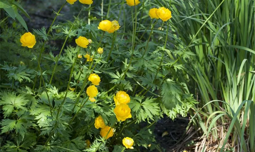 Trollius europaeus