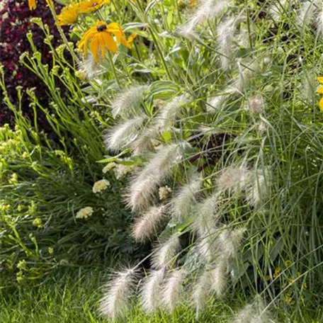 Garten-Federborstengras 'Hameln'