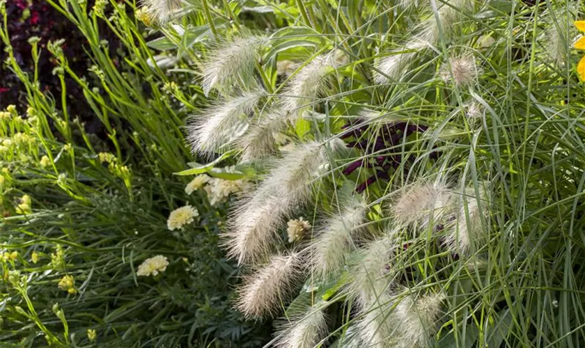 Pennisetum alopecuroides 'Hameln'