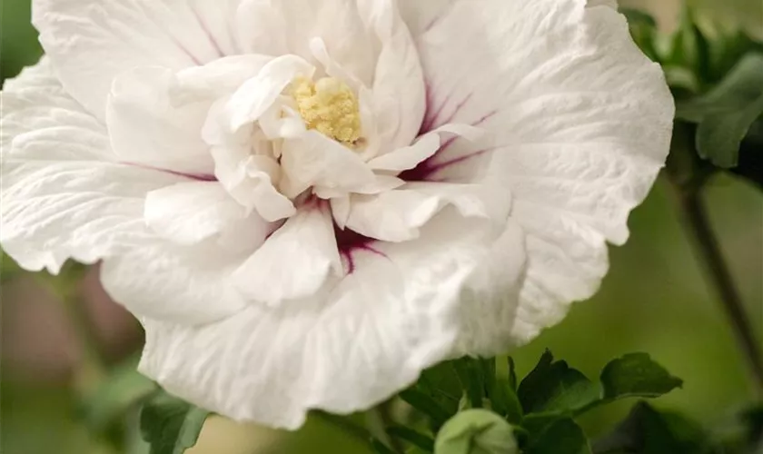 Hibiscus 'Chiffon'®