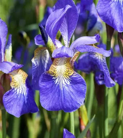 Der ganz große Stil im Garten - eine Anleitung für Menschen mit Liebe zu Effekten