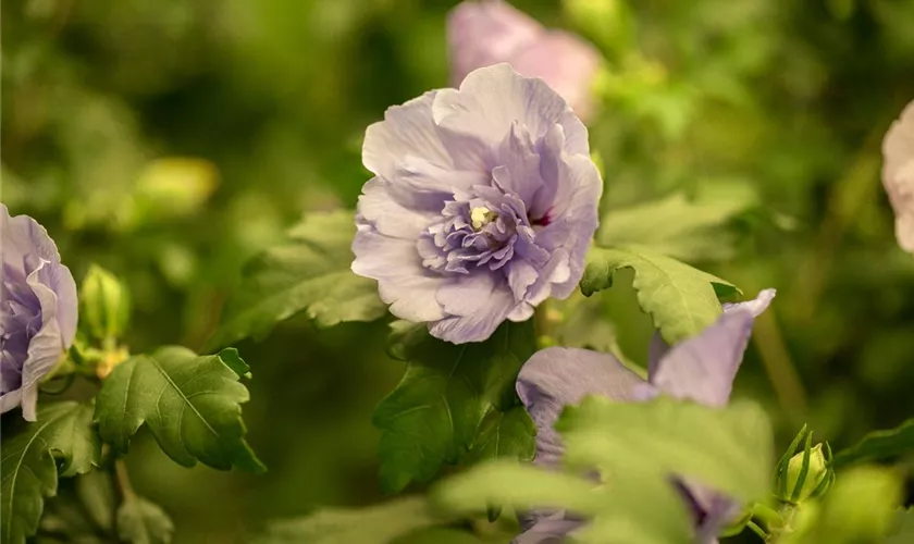 Hibiscus syriacus 'Lavender Chiffon'®