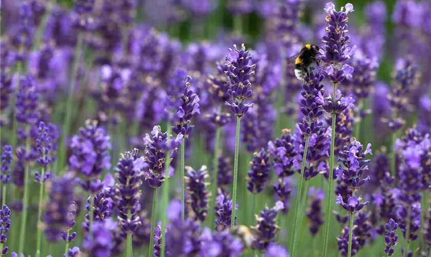 Lavandula angustifolia 'Blaues Wunder'