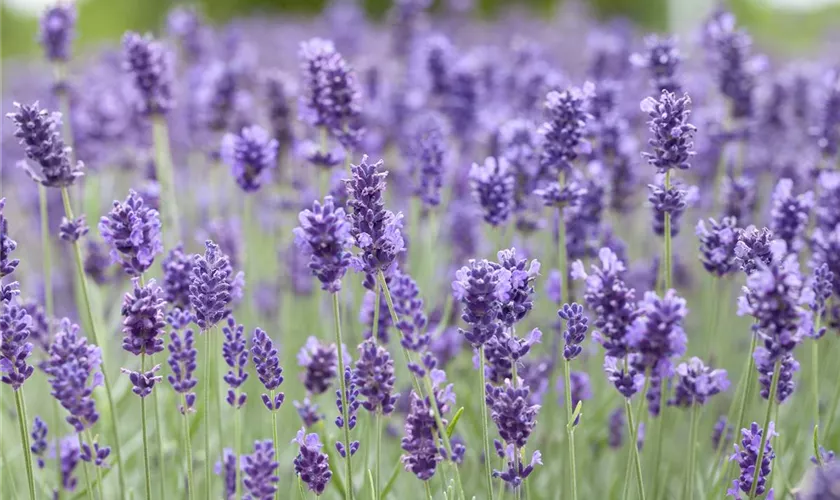 Lavandula angustifolia 'Hidcote Blue'