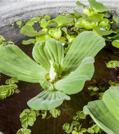 Voll im Trend: Der Indoorteich