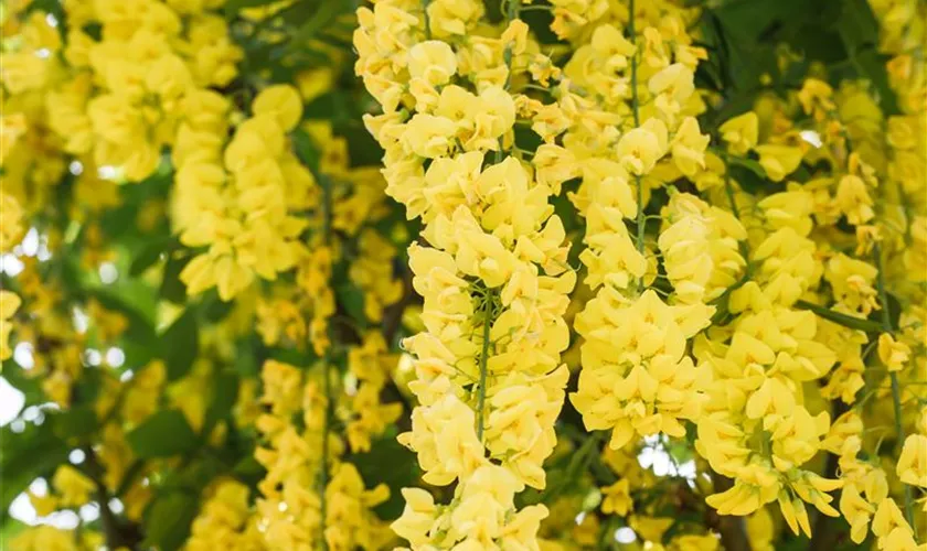 Laburnum watereri