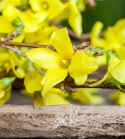 Forsythie – der goldene Frühlingsbote