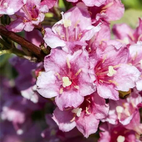 Weigela florida 'Nana Variegata'