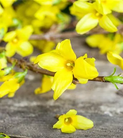 Forsythie – der goldene Frühlingsbote