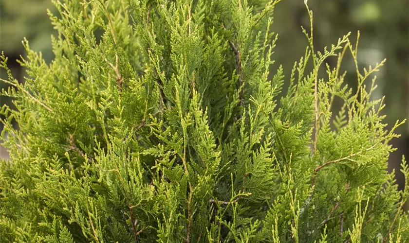 Thuja plicata