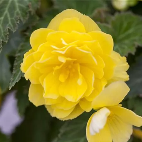 Begonia 'Non-Stop'®