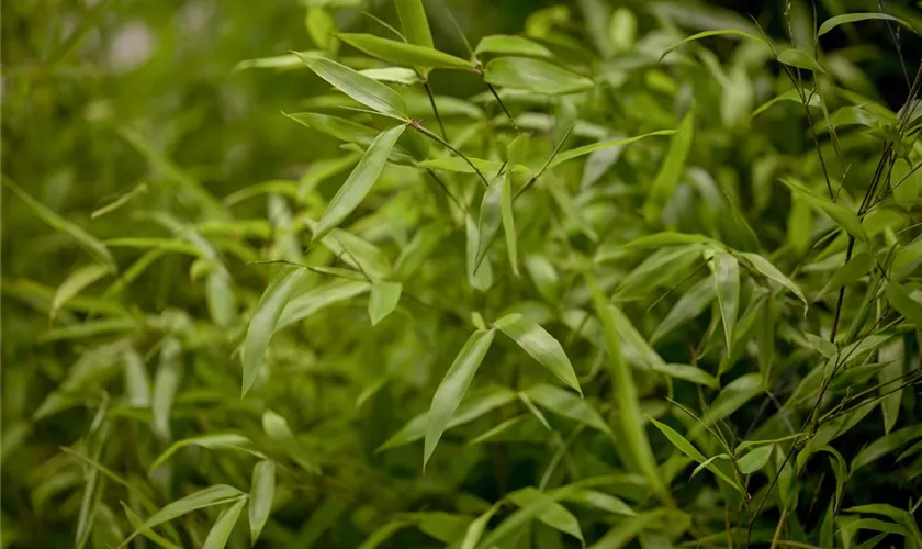 Phyllostachys aureosulcata